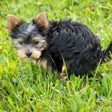 La ciencia ha descubierto por qué los perros dan vueltas en círculo antes de hacer caca 