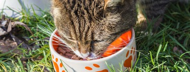 ¿Tu gato te pide más comida aun teniendo el comedero lleno? La explicación está en los bigotes