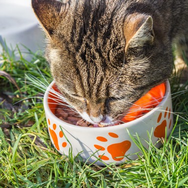 ¿Tu gato te pide más comida aun teniendo el comedero lleno? La explicación está en los bigotes