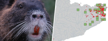   The coypu, one of the 100 most harmful invasive species in the world, is at the doors of Barcelona 