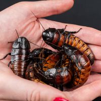 Un criadero en Australia ganó miles de dólares vendiendo cucarachas ilegales: el gobierno las decomisó