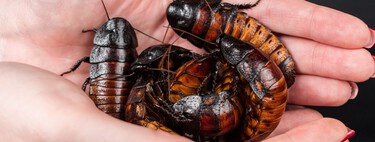 Un criadero en Australia ganó miles de dólares vendiendo cucarachas ilegales: el gobierno las decomisó