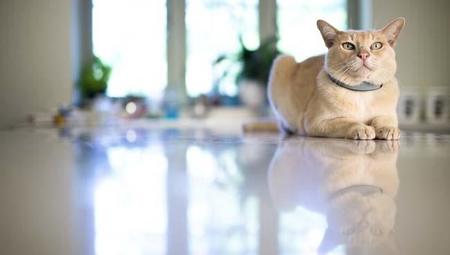 Ya podemos vigilar a nuestro gato con Pawtrack