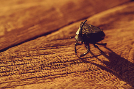 Experimentamos la fotografía macro con consejos para iniciarse