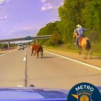 Una vaca, un cowboy a caballo, un quad y la policía grabando. La persecución más salvaje ha pasado en Michigan