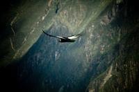 Avistamiento de aves: Rally de birdwatching en Perú