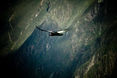 Avistamiento de aves: Rally de birdwatching en Perú