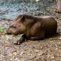 25 años plantando árboles tiene recompensa: la Mata Atlántica ya es apta para una pequeña e importante especie animal 