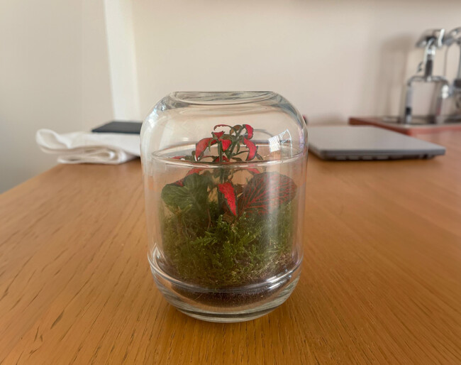 Plantas