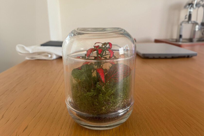 Plantas