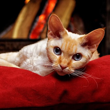 Los devon rex son una raza de gato sociable y buenos compañeros para perros, conejos e incluso pájaros 