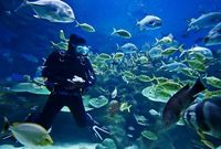 Bloody Bay (Islas Caimán), el mejor buceo del Caribe