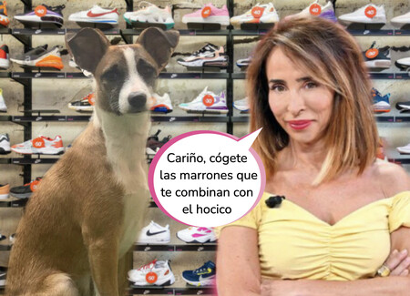 Estas son las Converse en versión 'mini' que María Patiño le ha comprado a su perro