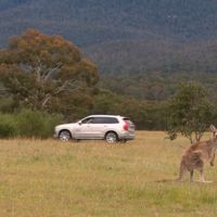 Mientras tú utilizas el detector de peatones, en Australia los Volvo llevarán detector de canguros