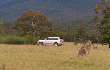 Mientras tú utilizas el detector de peatones, en Australia los Volvo llevarán detector de canguros
