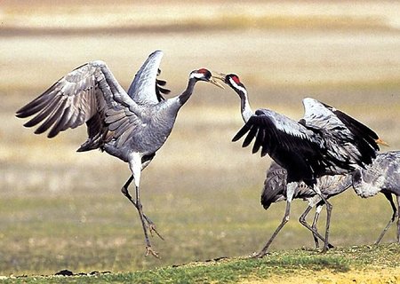 Singularidades extraordinarias de animales ordinarios (XXIV): la grulla