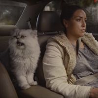 La venta del Honda Accord del 96 se desmadra: eBay cierra el anuncio y ya ofrecen 5.000 dólares por el gato