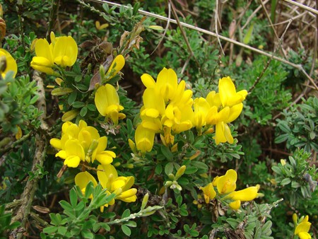 Genista