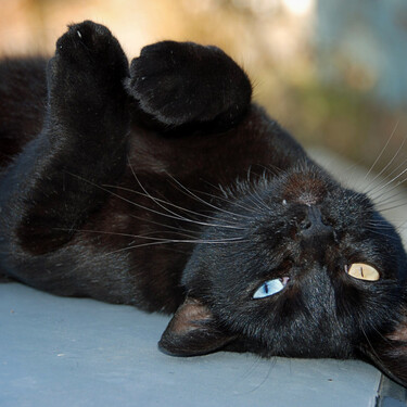Carlos Gutiérrez, veterinario, sobre los gatos negros: muy cercanos con sus dueños, aunque algo tímidos 