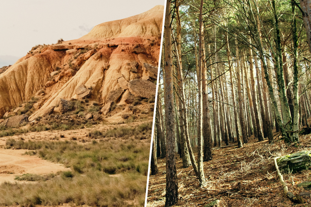 El milagro forestal español: de destruir sus masas de árboles a ser el tercer país más boscoso de Europa 
