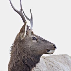 Foto 13 de 23 de la galería fondos-de-pantalla-de-animales en Xataka Android