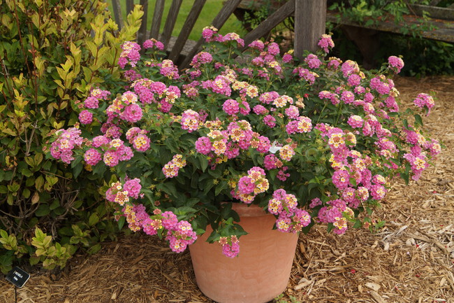 lantana