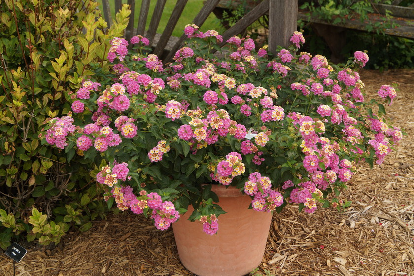 lantana