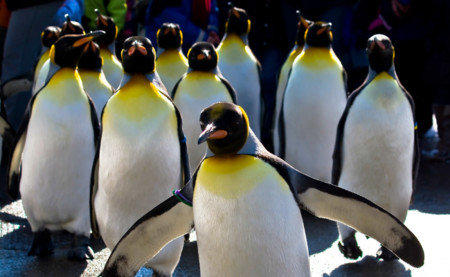 La Linux Foundation reimpulsa el kernel Real-Time Linux con el apoyo de Google, Intel e IBM