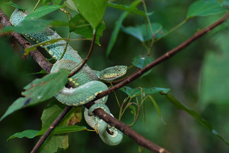 Yasuni