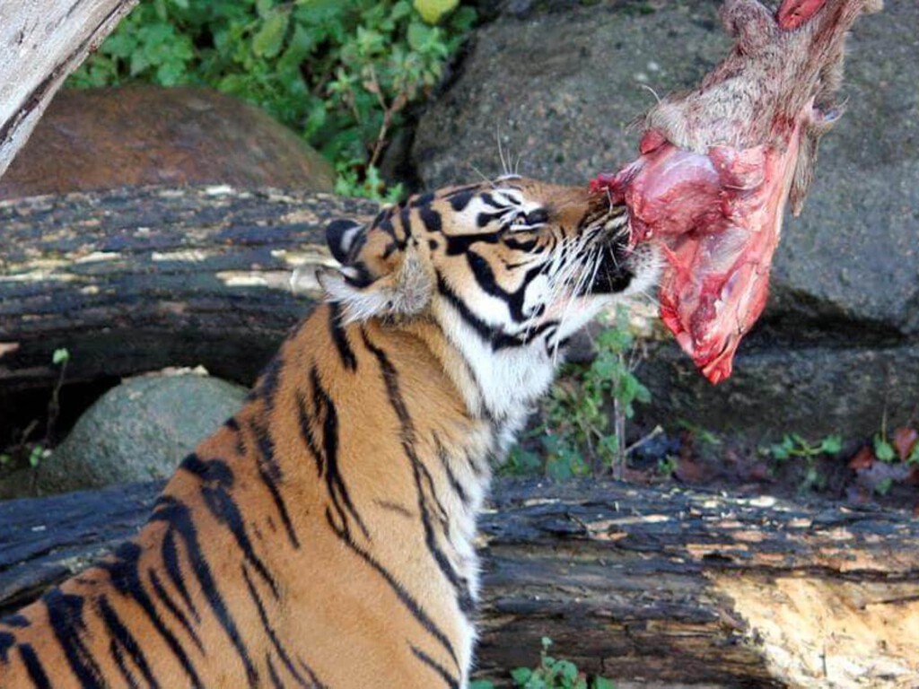 "Es imitar la cadena natural": este zoo danés anima a sus visitantes a donar a sus mascotas para dar de comer a los linces