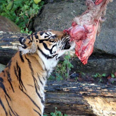 Que tus mascotas sean la comida de los linces: la inusual petición de un zoo danés para abastecer a los animales de su recinto