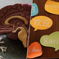 Hablar varios idiomas ha dejado de ser solo útil para viajar. También tiene un gran efecto en el cerebro