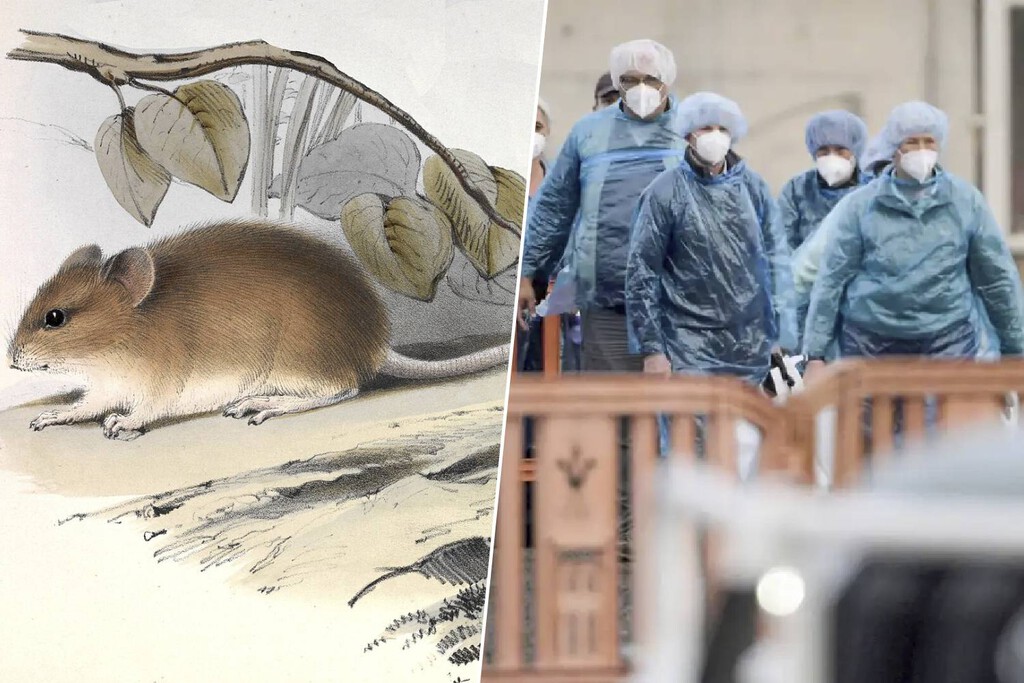 El motivo por el que una "pandemia" de hantavirus nos queda muy lejos tiene nombre y apellidos: ratón colilargo 