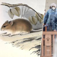 El motivo por el que una "pandemia" de hantavirus nos queda muy lejos tiene nombre y apellidos: ratón colilargo 