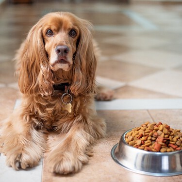Mi perro no quiere comer: cómo distinguir si está desganado de una falta de apetito importante 