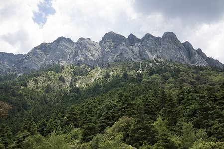 Los bosques únicos de Pinsapos