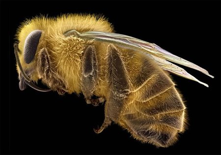 'Wellcome Image Awards' 2011: Fotógrafos de bata blanca y probeta