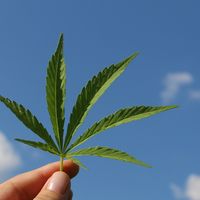 Y tras la burbuja de lo cripto... ahora llega la burbuja del cannabis