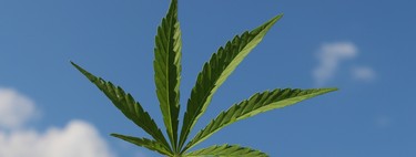 Y tras la burbuja de lo cripto... ahora llega la burbuja del cannabis