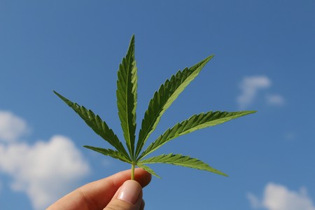 Y tras la burbuja de lo cripto... ahora llega la burbuja del cannabis