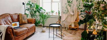 Lidl lanza el viernes la planta ideal para tener flores en casa en otoño: es resistente, bonita y fácil de cuidar 