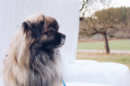 Los mejores consejos para cuidar un perro pequinés, una raza adorable
