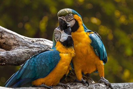 Ley Proteccion Animal Venta Animales Tiendas Aves Reptiles Perros Gatos