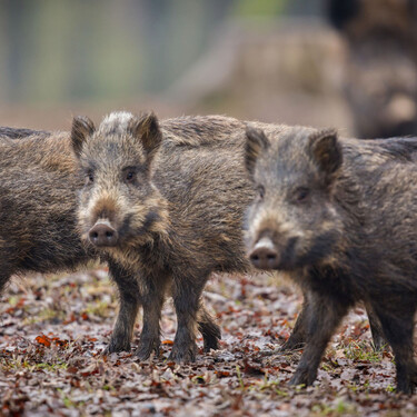 Cerdanyola del Vallès, zona cero de la peste porcina, sigue contenido con éxito el brote