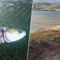 De plaga en el Sur de España a "súper alimento" para peces: ya sabemos qué hacer con 60.000 toneladas de alga asiática invasora