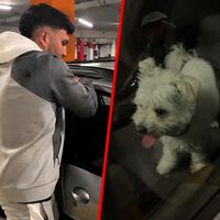 Omar Montes ha roto una ventanilla para 'salvar' un perro, pero además ha abierto el debate entre la Ley de Bienestar Animal, el delito de daños y el sentido común