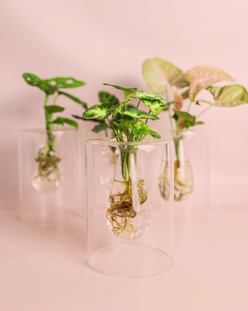 Estas son las tres plantas de interior capaces de vivir en el agua y llenar la casa de color sin utilizar tierra