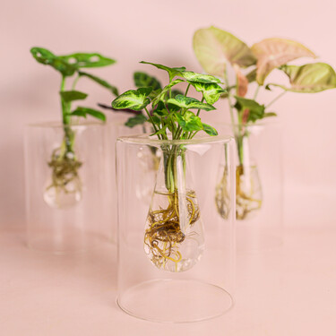 Estas son las tres plantas de interior capaces de vivir en el agua y llenar la casa de color sin utilizar tierra 