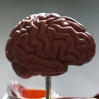 Encontramos um “interruptor” oculto do Alzheimer. E o melhor é que temos candidatos promissores para desligá-lo 
