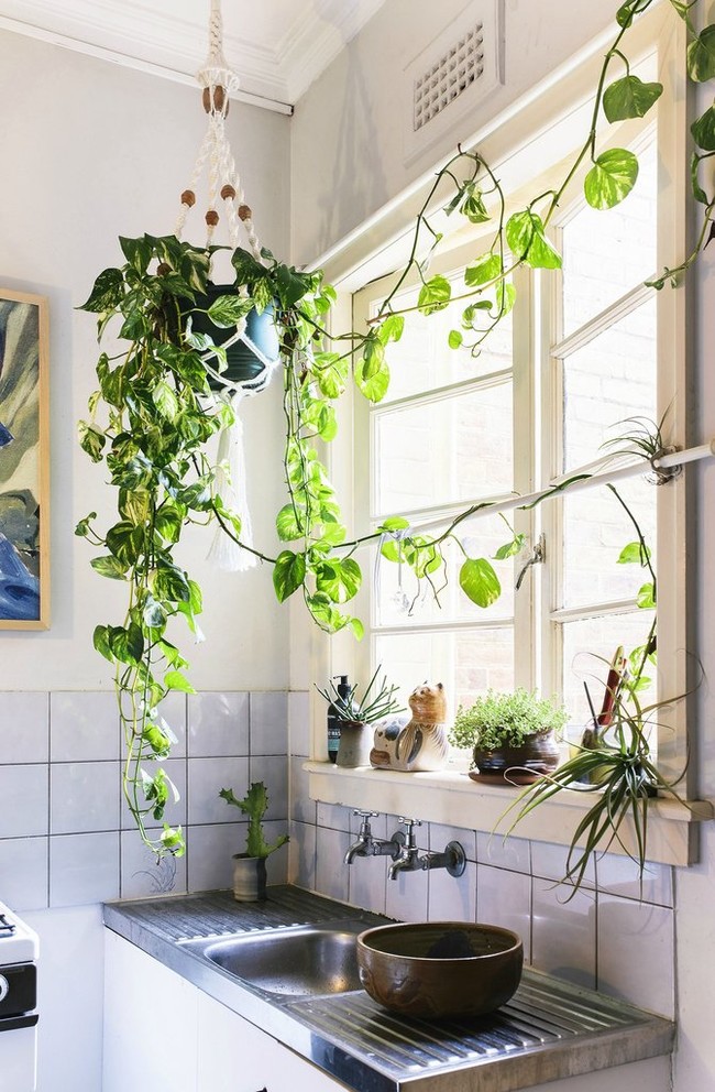 Nicolette Johnson Photographyhouseplants Enliven Small Space